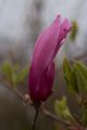 Magnolia liliflora Orchid Magnolia purpurowa